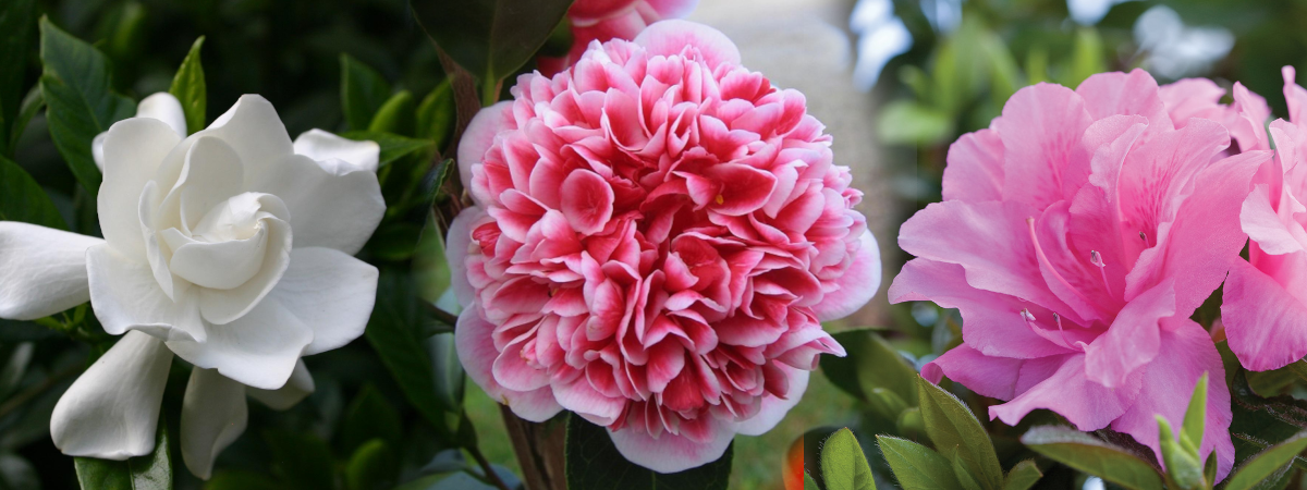 Azaleas, Camellias & Gardenias