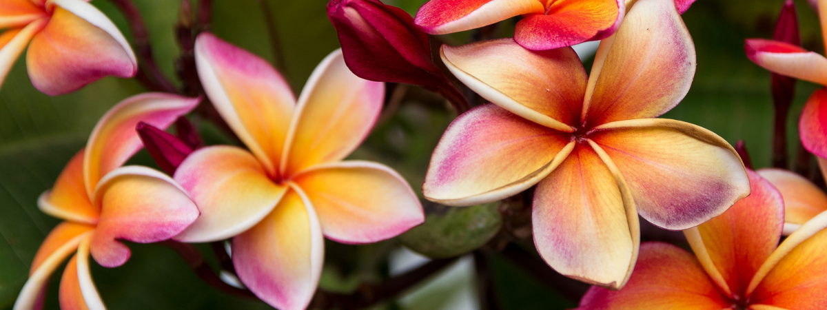 Frangipani