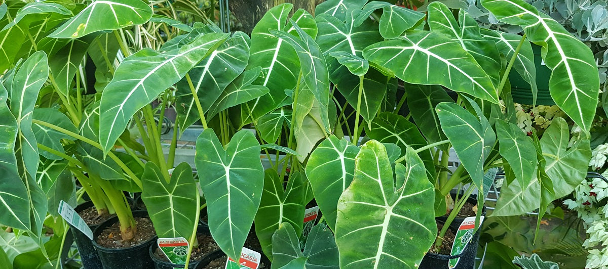 Alocasia