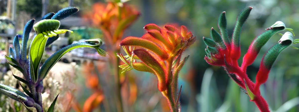 Kangaroo Paws