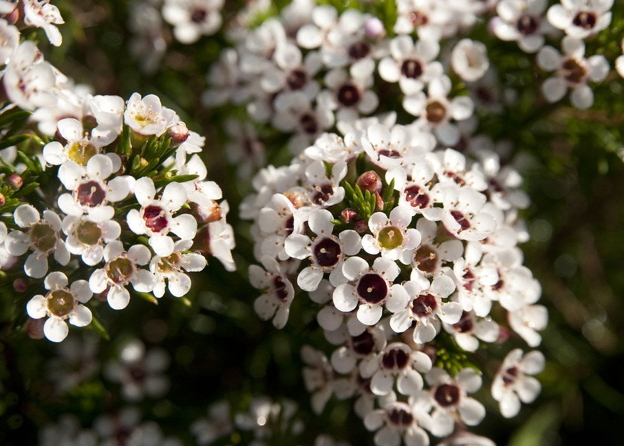 Chamelaucium Wax Plants