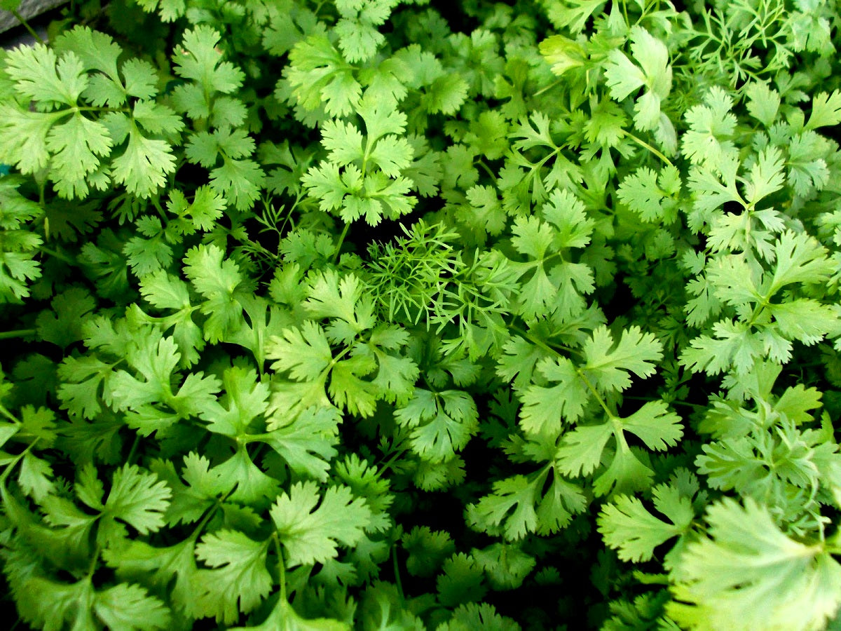 Seedlings - Herbs/Veges