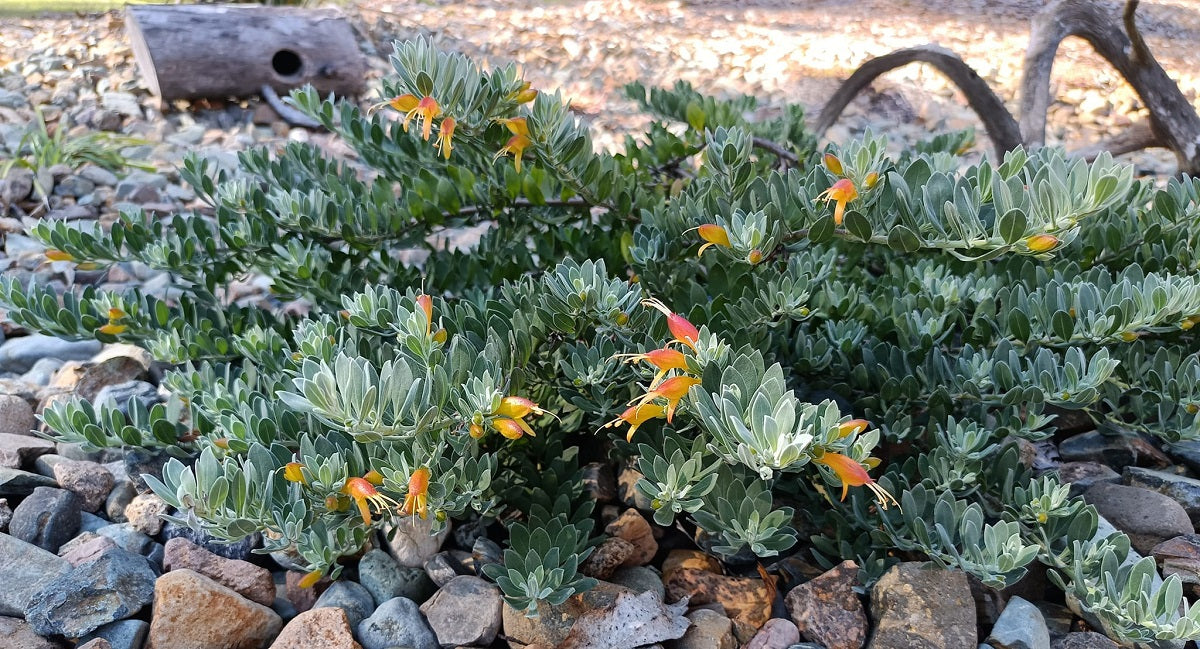 Native Groundcovers