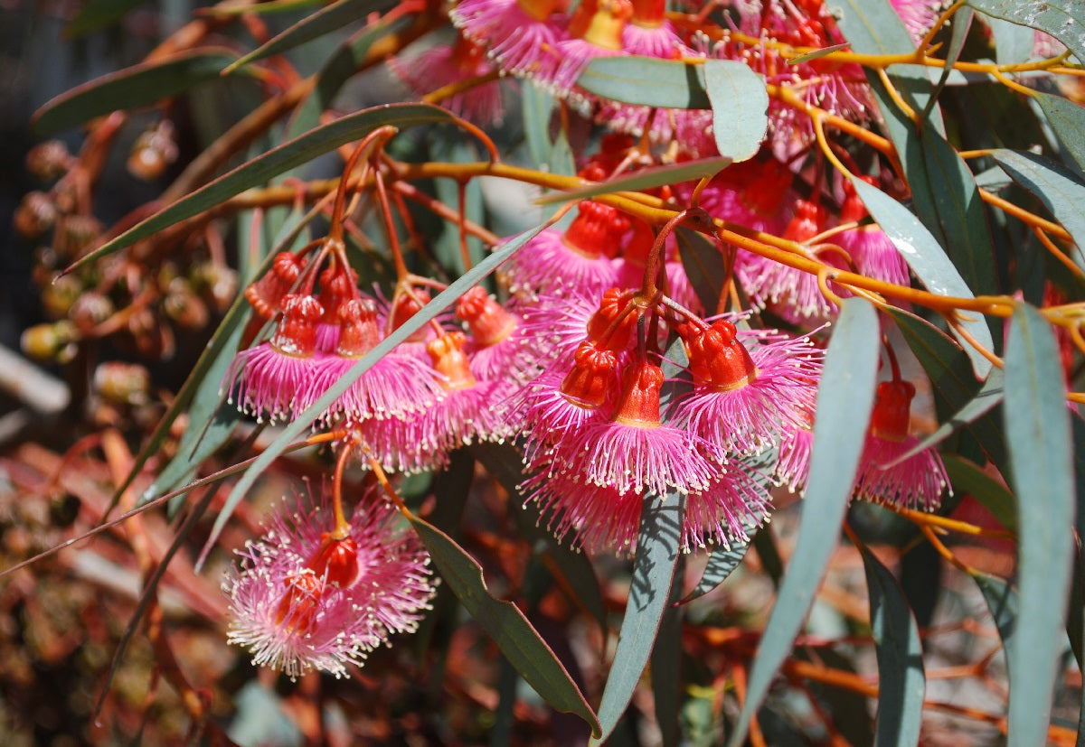 Native Trees