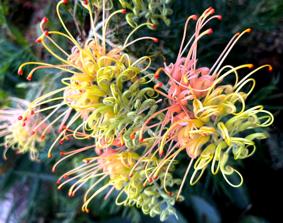 Australian Natives