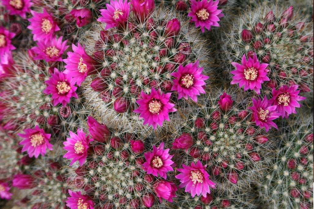 Succulents and Cacti