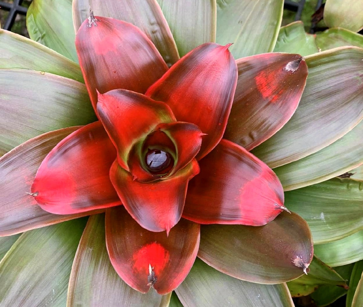 Bromeliads