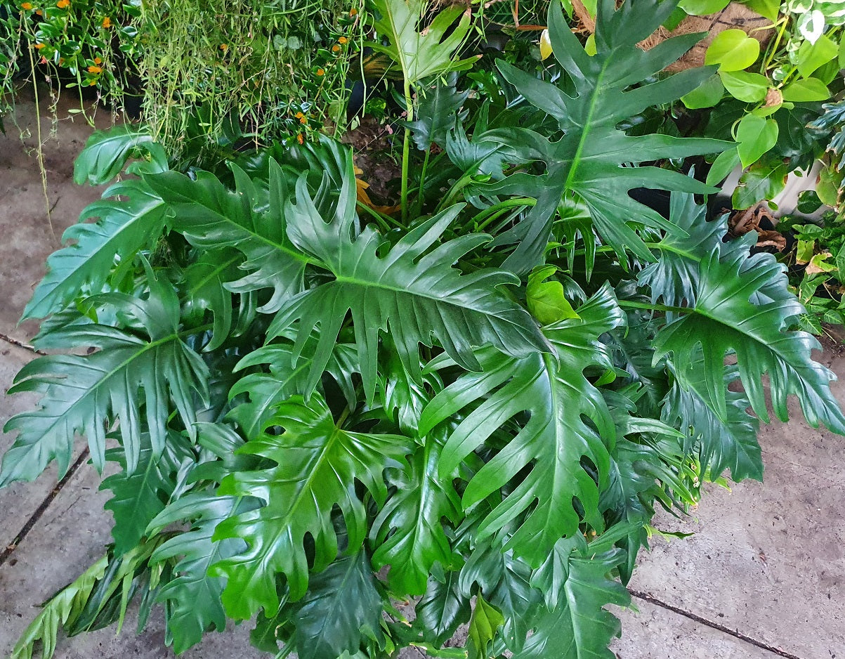 Philodendrons