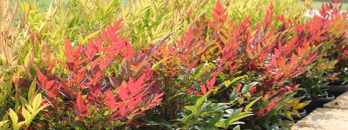 Small Shrubs & Hedging