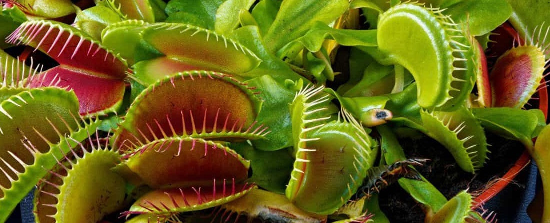 Carnivorous Plants