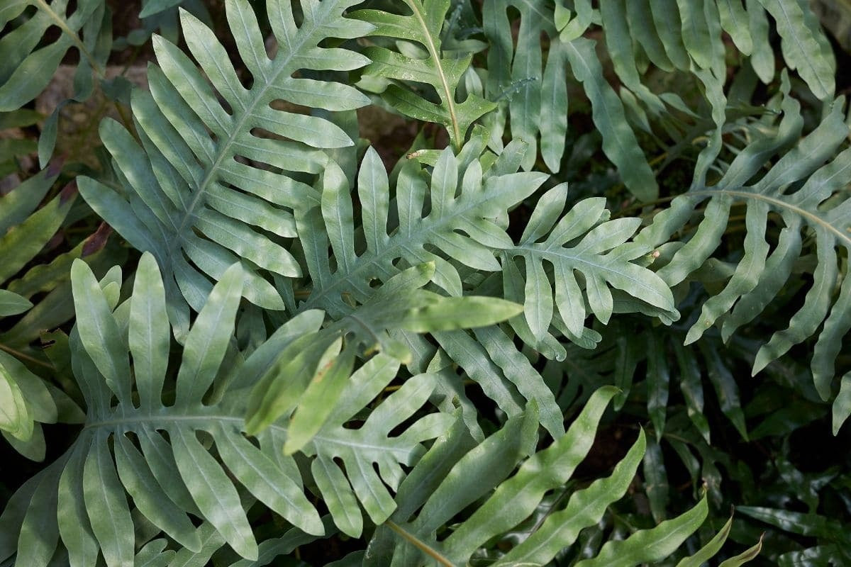 Ferns