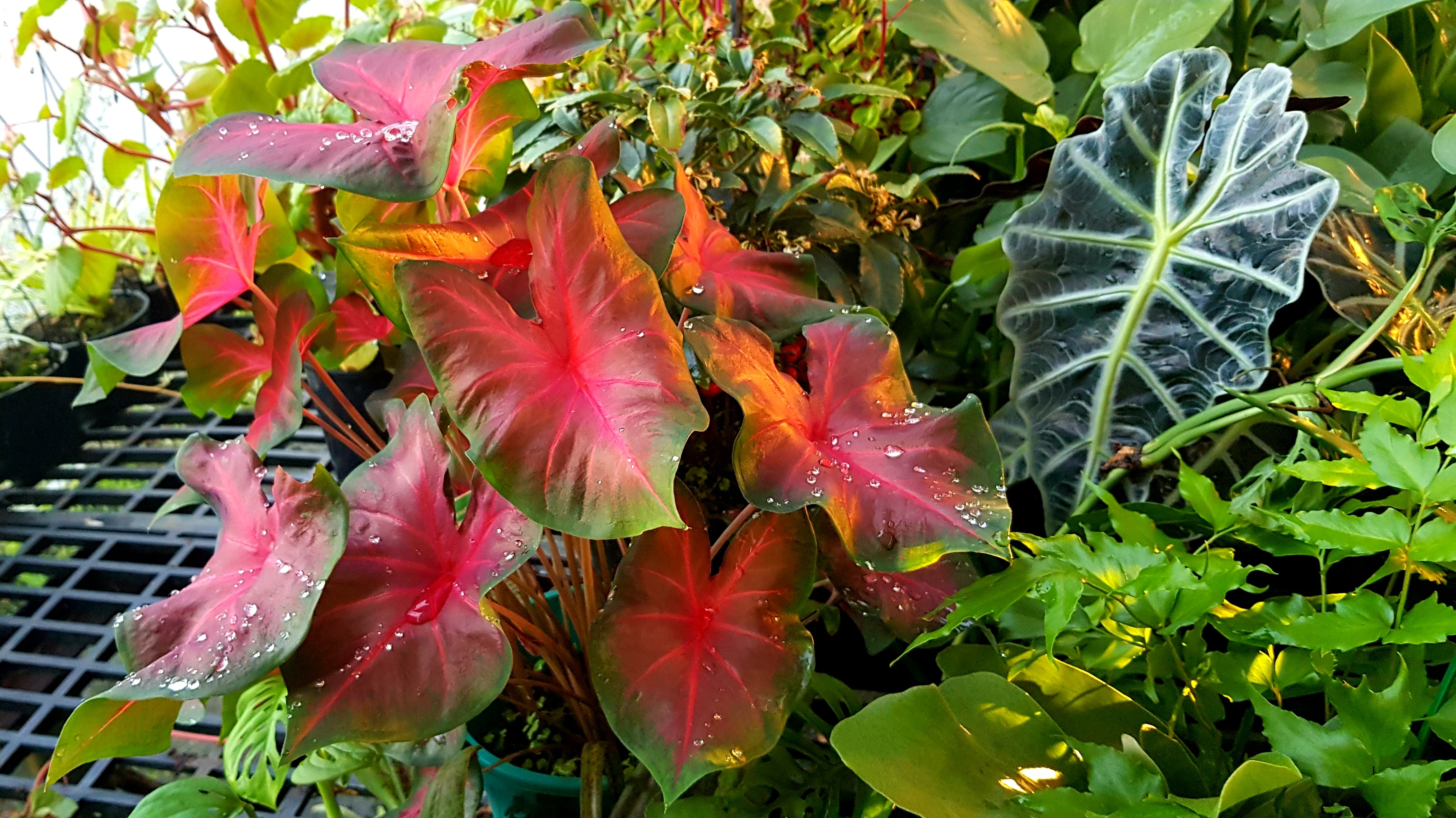 Shade and Indoor Plants