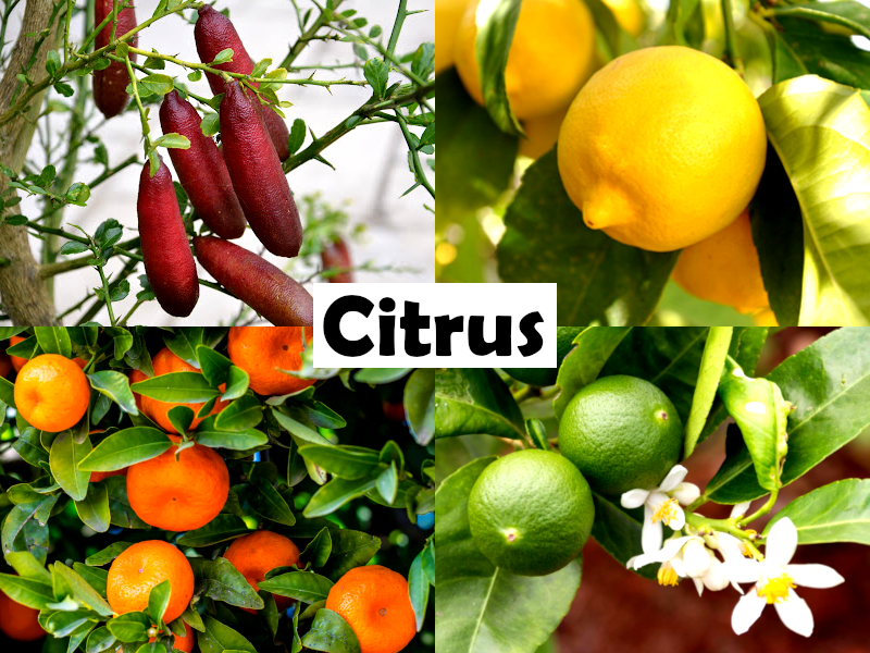 Citrus - Mandarin - MAESTRO