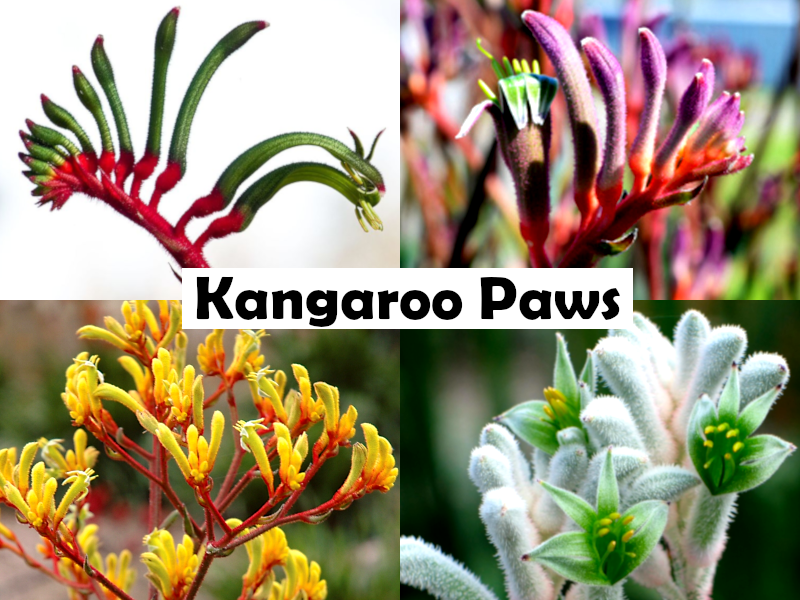 Anigozanthos manglesii - THE WIZ - Mangles Kangaroo Paw