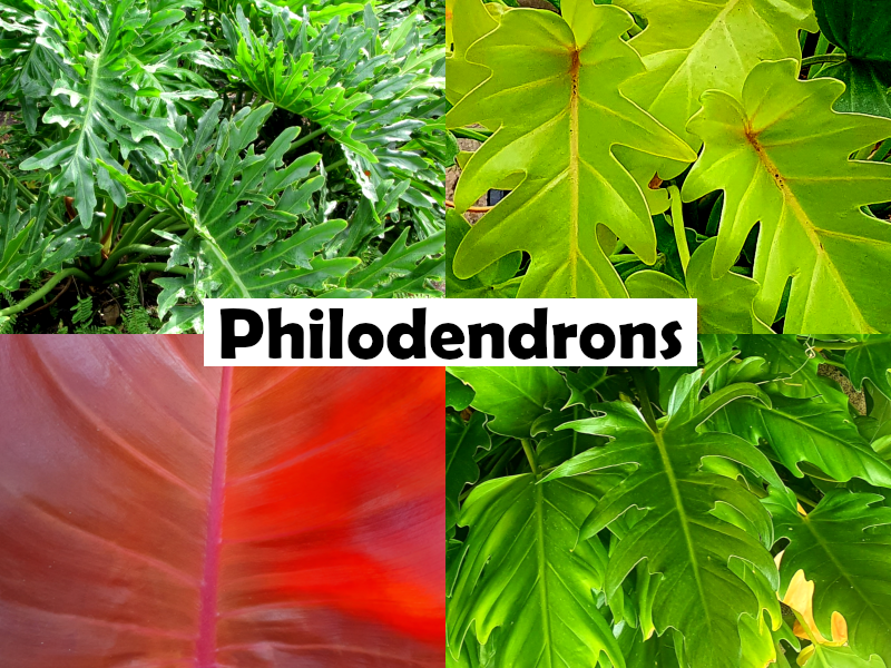 Philodendron billietiae x verrucosum - BILLICOSUM