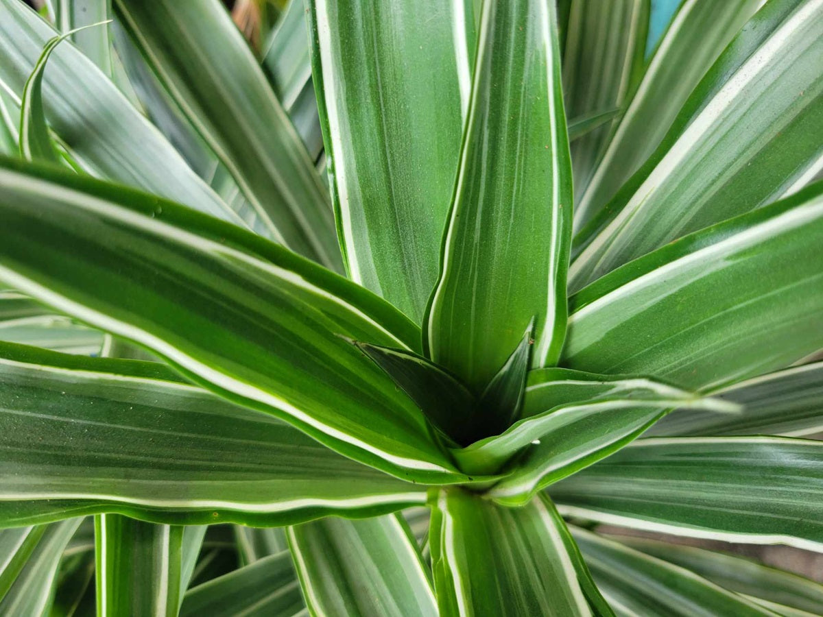 Dracaena fragrans - WHITE VARIEGATED - Corn Palm