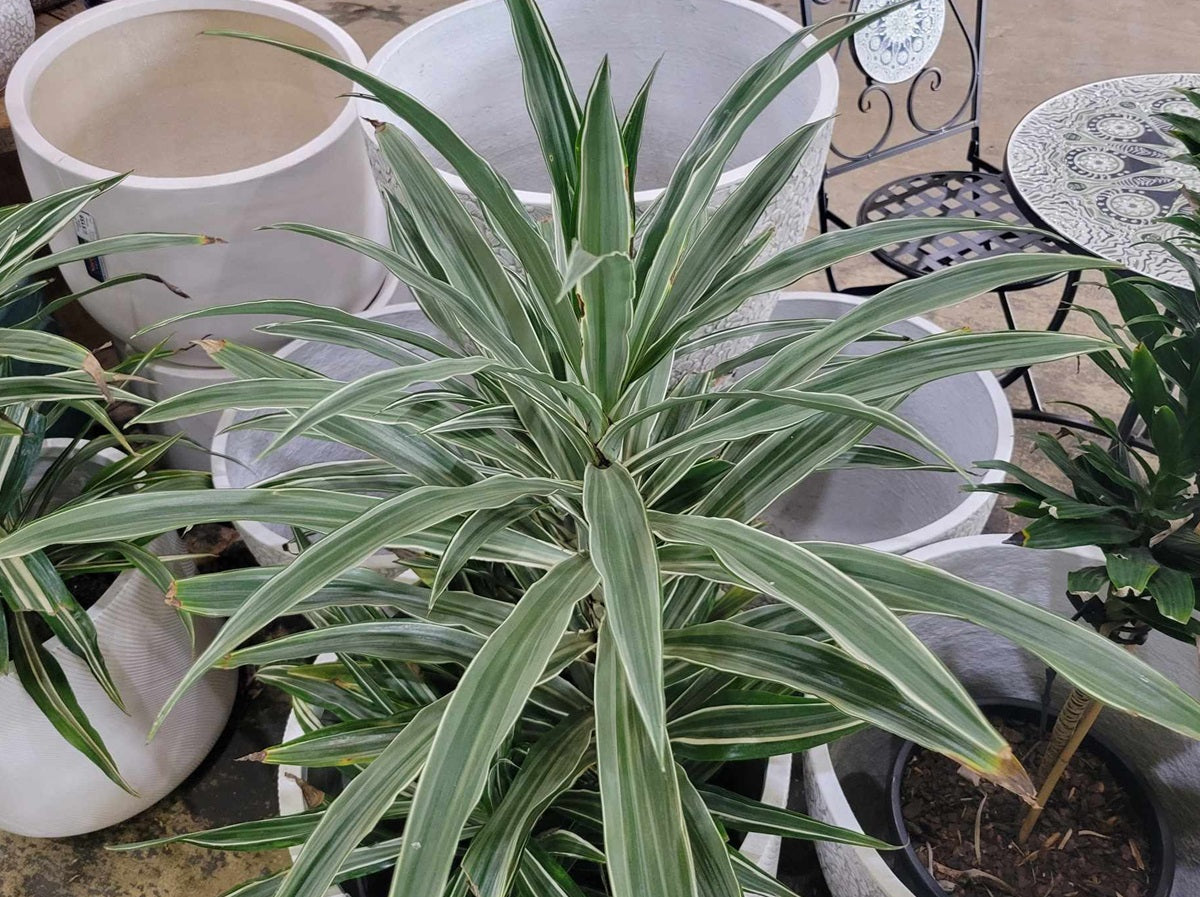 Dracaena fragrans - WHITE VARIEGATED - Corn Palm