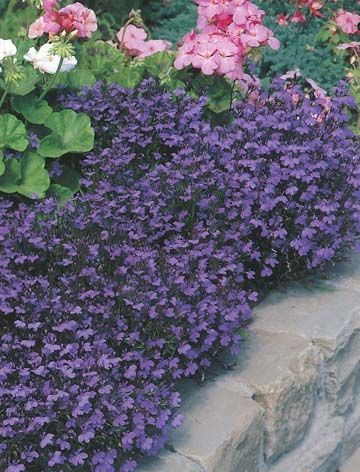 Seeds B Lobelia Crystal Palace Compacta