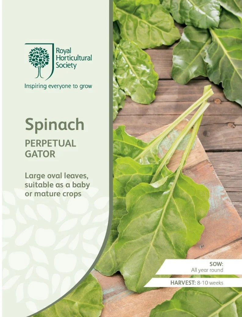 RHS Spinach Perpetual Gator