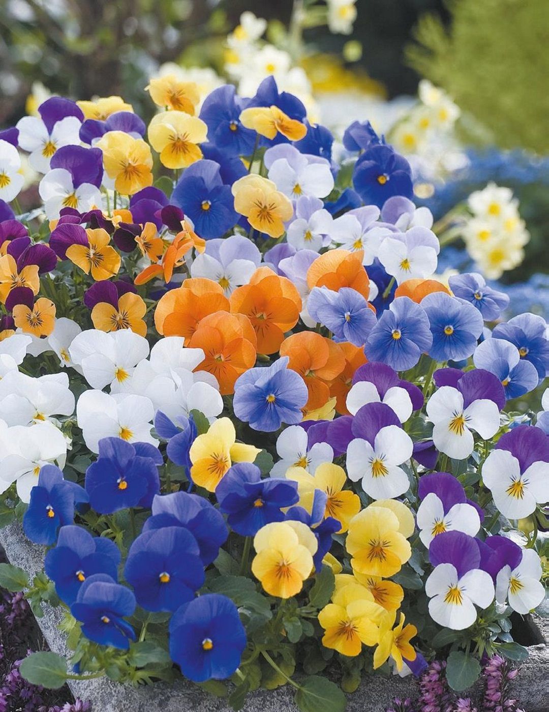 Seeds C Viola Floral Power Mixed