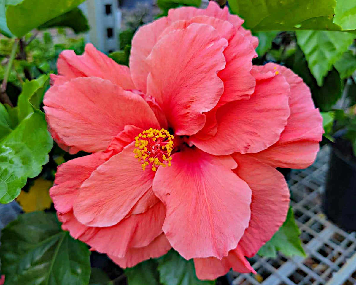 Hibiscus rosa-sinensis - HOLLYS PRIDE - China Rose