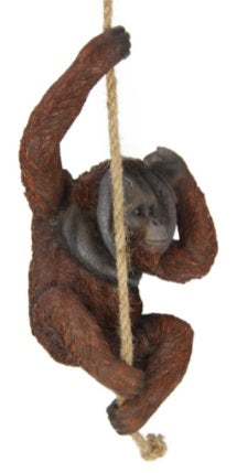 Orangutan Hanging on Rope