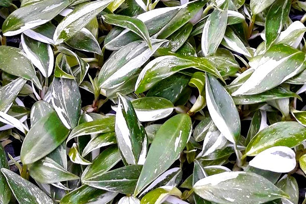 Philodendron - WHITE PRINCESS