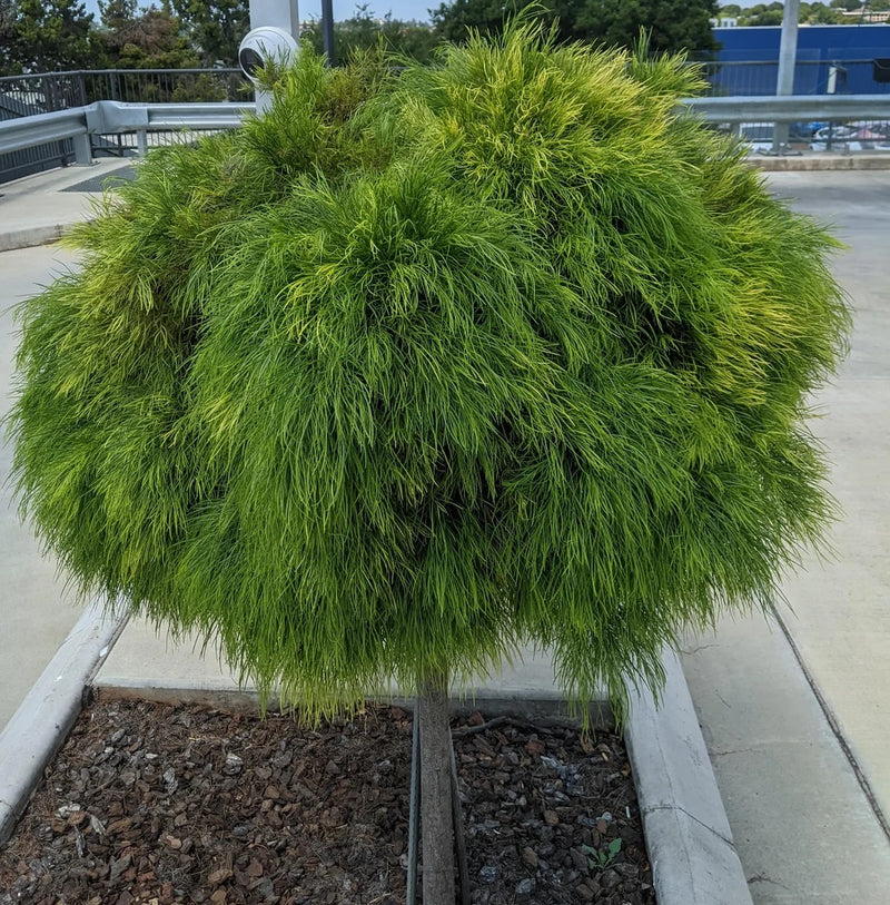 Acacia cognata - LIMELIGHT - Bower Wattle Grafted Standard