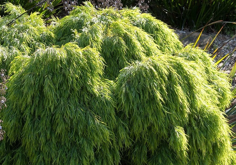 Acacia cognata - LIMELIGHT - Bower Wattle