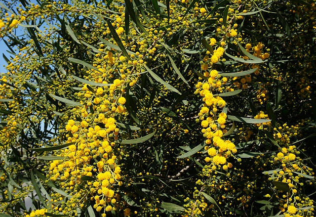 Acacia saligna - Golden Wattle