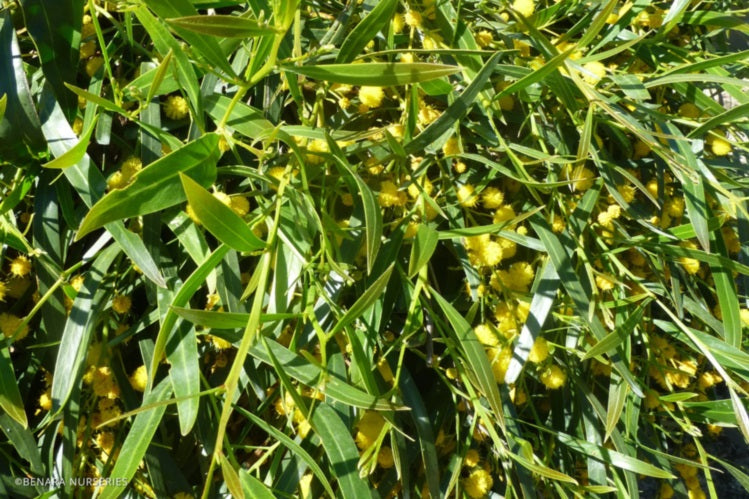 Acacia saligna - Prostrate Golden Wattle