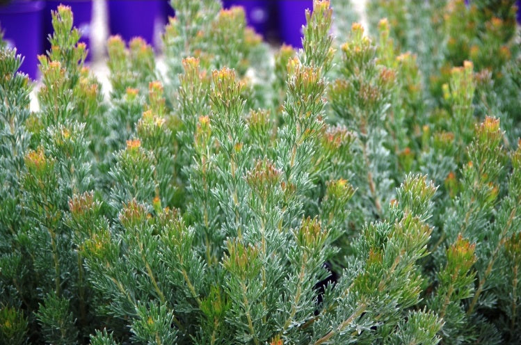 Adenanthos x cunninghamii - LIGHTHOUSE - Albany Woolly Bush