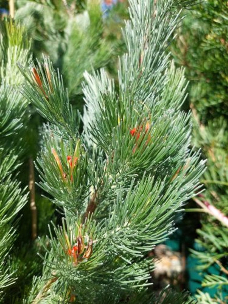 Adenanthos sericeus - PENCIL PERFECT - Woolly Bush