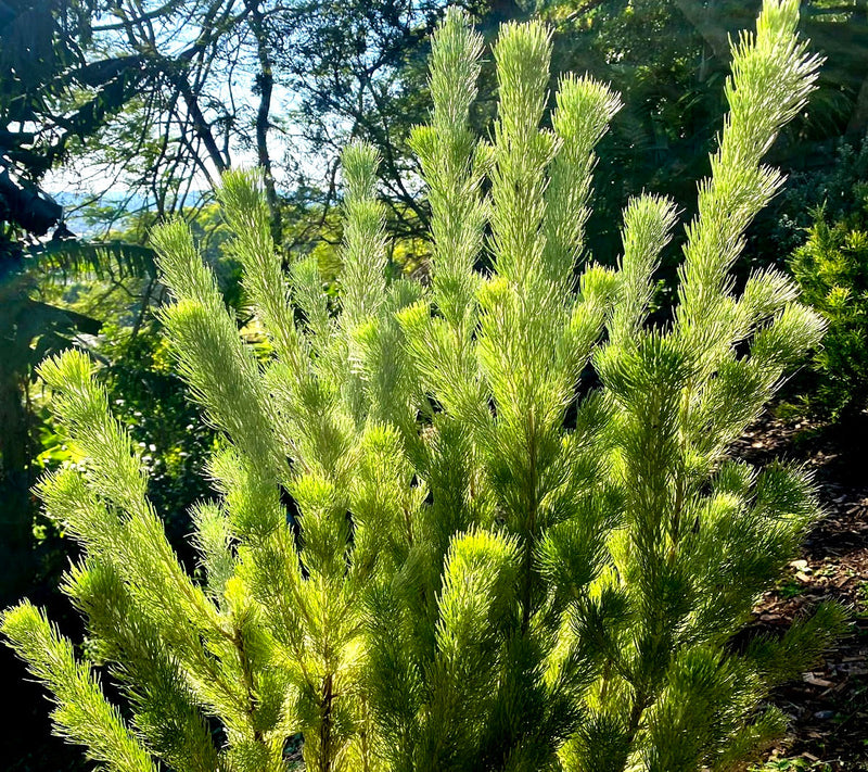 Adenanthos sericeus - Woolly Bush