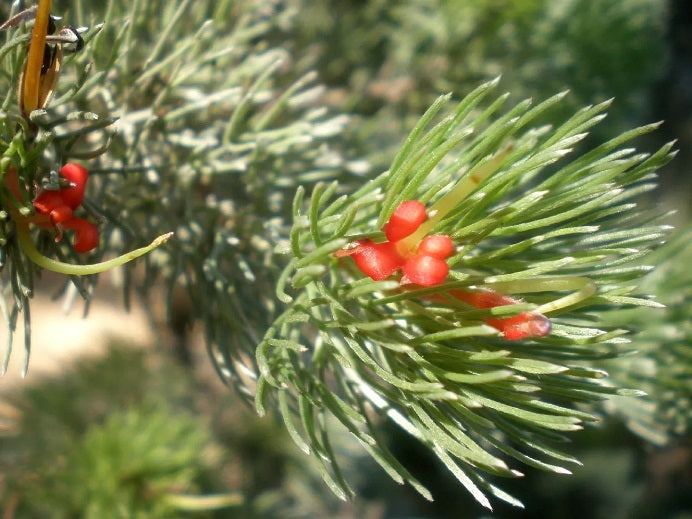 Adenanthos sericeus - SELECT - Woolly Bush