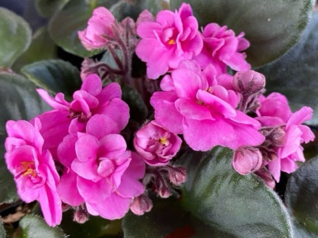 Streptocarpus sect Saintpaulia - DOUBLE PINK - African Violet