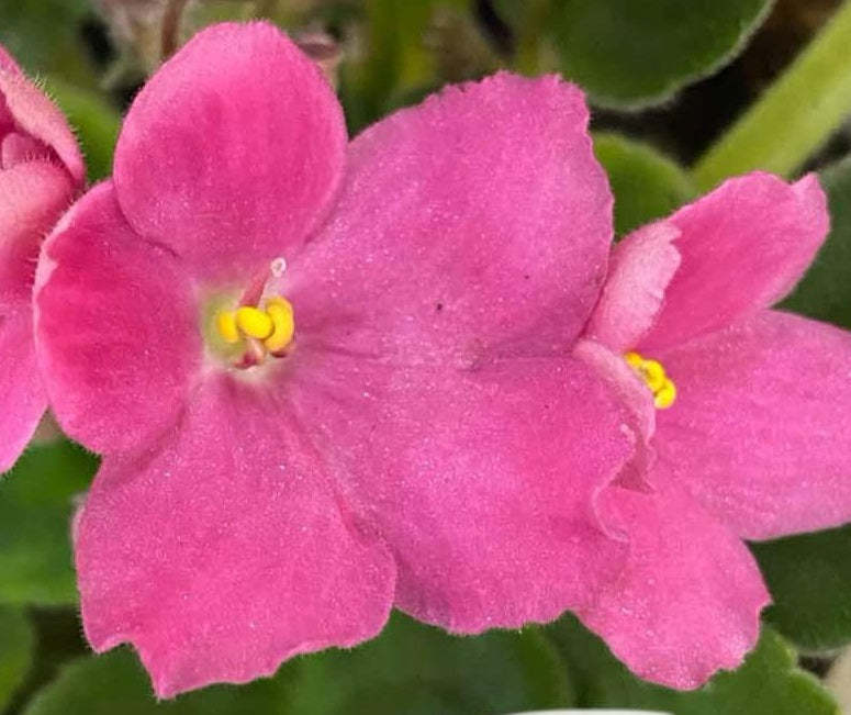 Streptocarpus sect Saintpaulia - PINK - African Violet