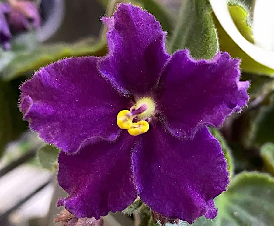 Streptocarpus sect Saintpaulia - PLUM MAGENTA - African Violet