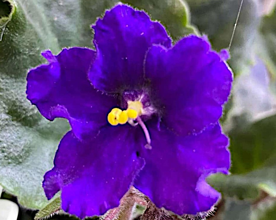 Streptocarpus sect Saintpaulia - PURPLE - African Violet