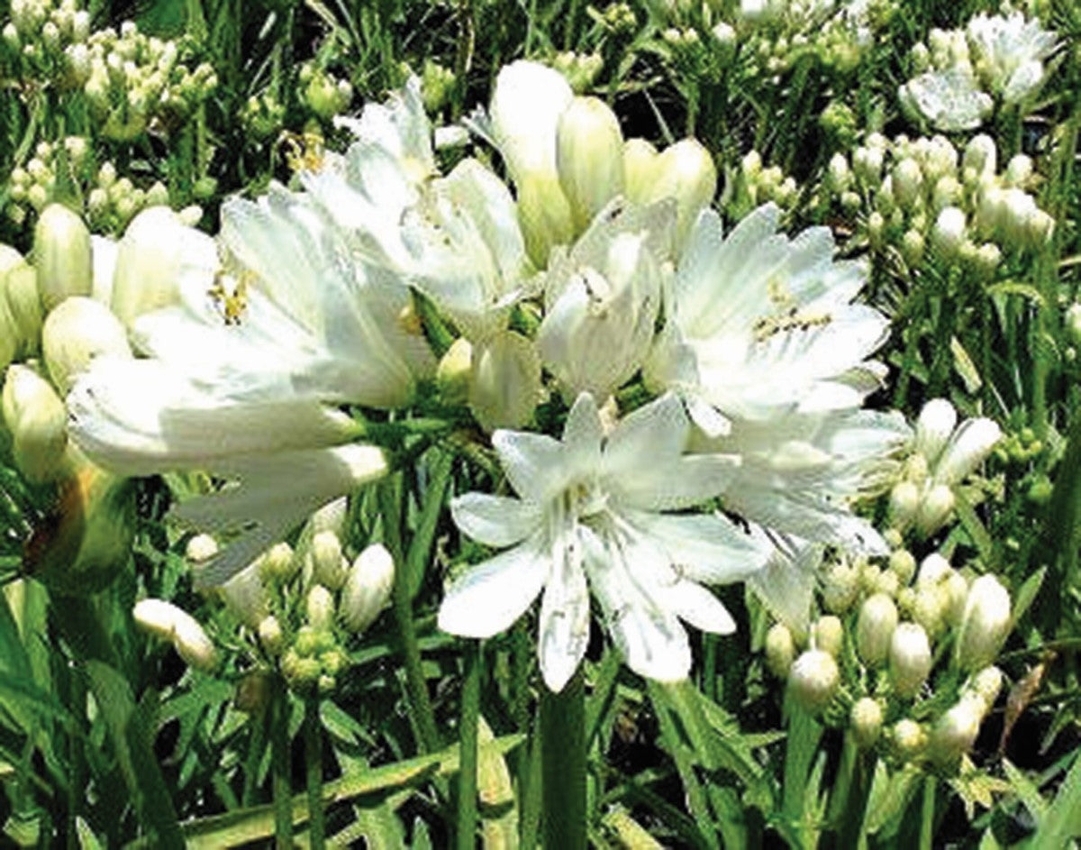 Agapanthus - SNOWBALL - Lily of the Nile