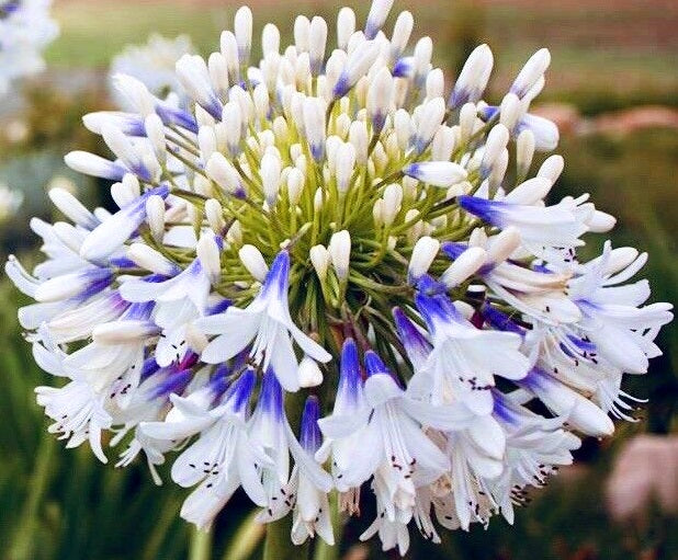 Agapanthus orientalis QUEEN MUM™ - Lily of the Nile 'PMN06' PBR