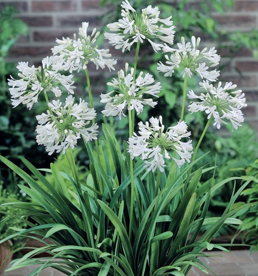 Agapanthus - SNOWBALL - Lily of the Nile