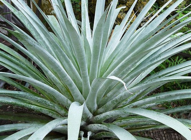 Alcantarea odorata - Fragrant Alcantarea