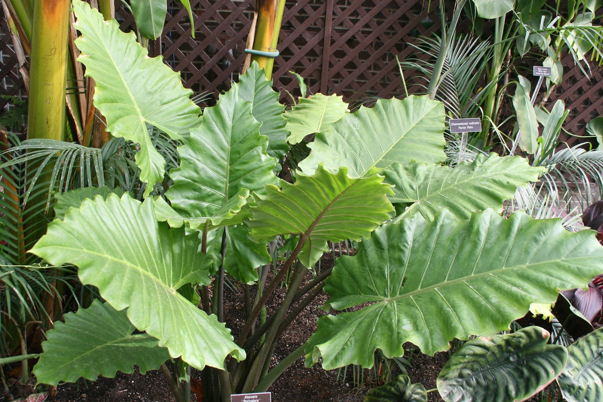 Alocasia x portora - Portadora Elephant Ear