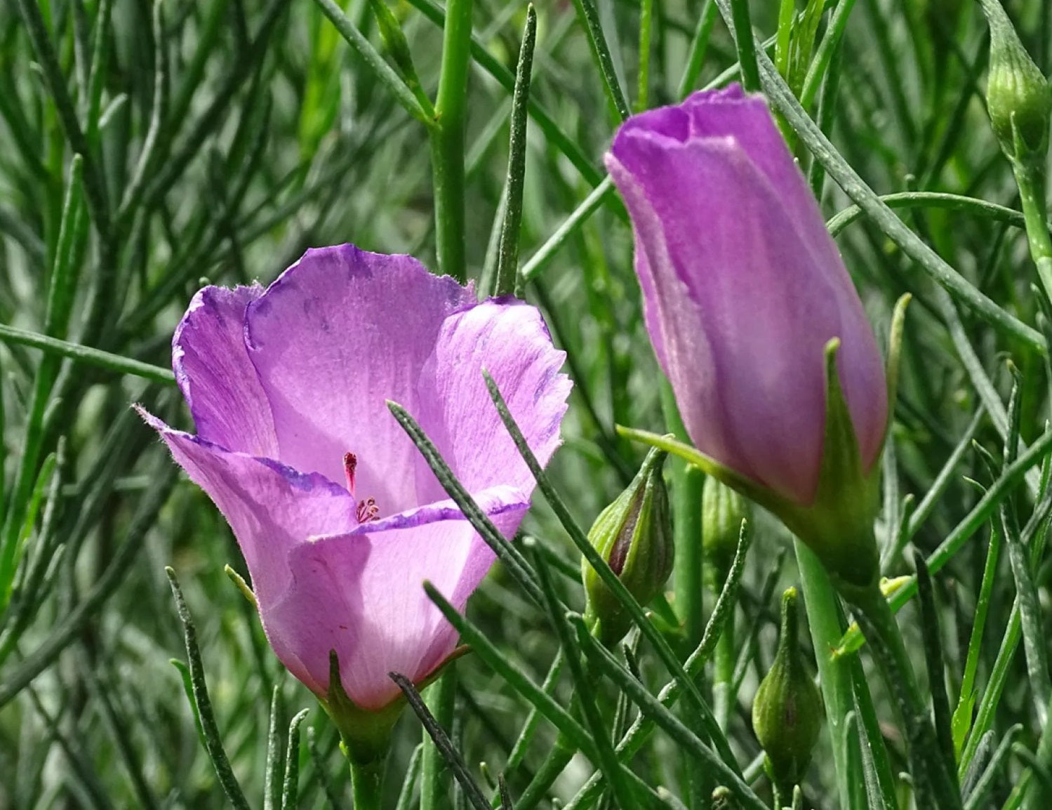 Alyogyne hakeifolia - MELISSA ANNE - Native Hibiscus