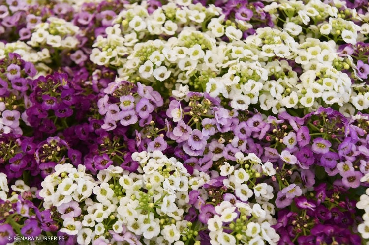 Sweet Alyssum - CAMEO Mixed - Lobularia maritima