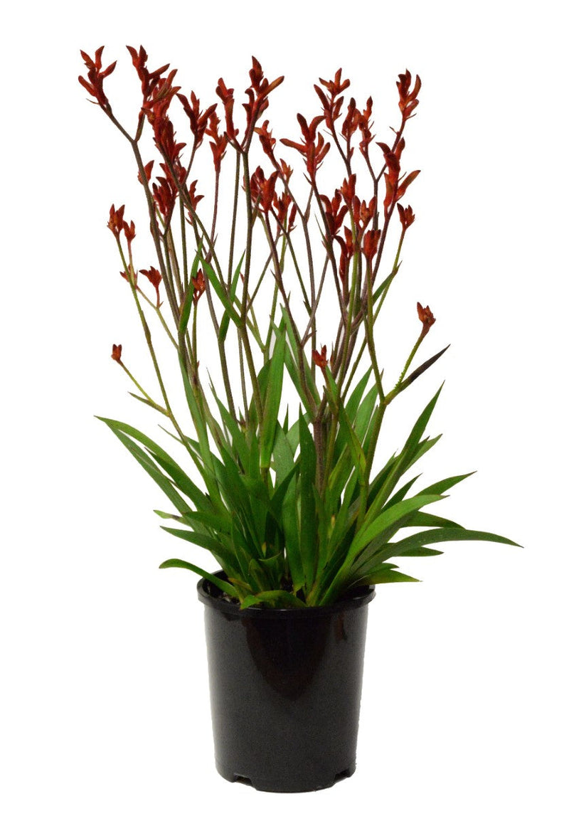 Anigozanthos - BUSH BALLAD - Kangaroo Paw 'Ramboball' PBR