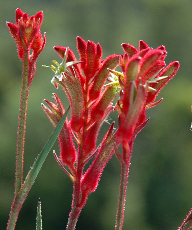 Anigozanthos - BUSH BALLAD - Kangaroo Paw 'Ramboball' PBR