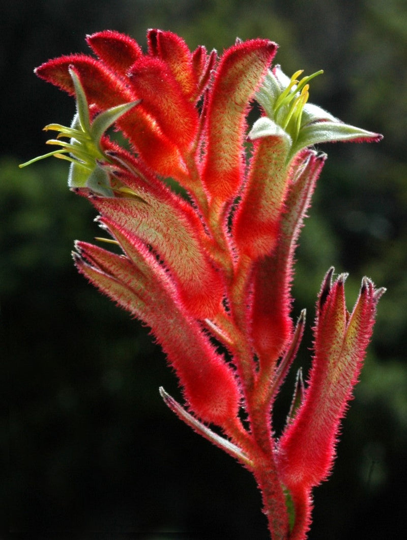 Anigozanthos - BUSH BALLAD - Kangaroo Paw 'Ramboball' PBR