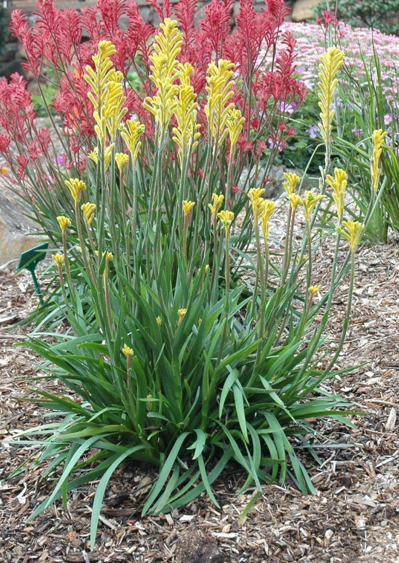 Anigozanthos - BUSH BONANZA - Kangaroo Paw 'Rambubona' PBR